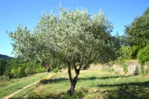 Maison d'hôtes avec parc dans les Cévennes